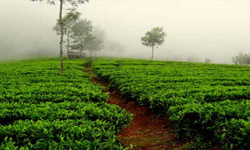 Chandigarh Shimla Manali Dharamshala Taxi Tour